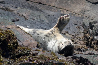 Harbor Seal