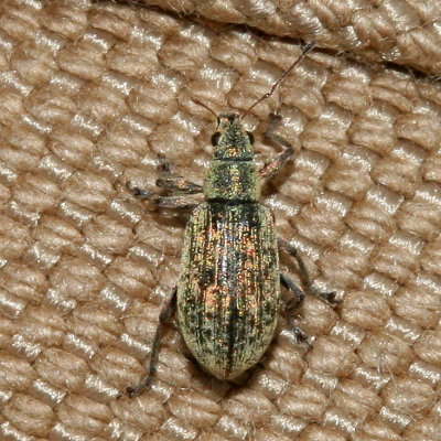 Polydrusus cervinus
