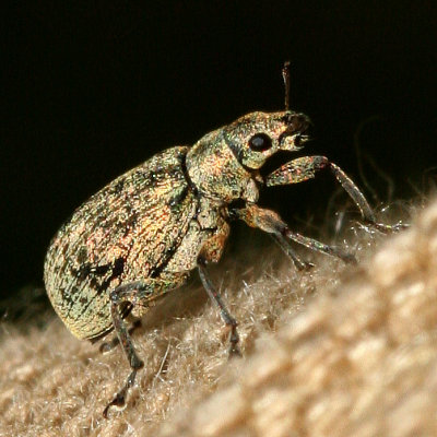 Polydrusus cervinus
