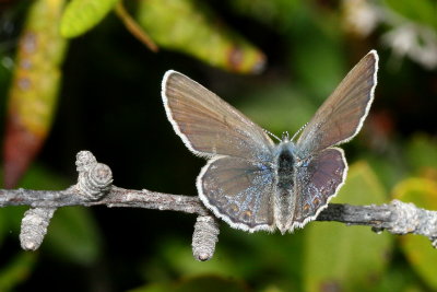 Northern Blue ♀