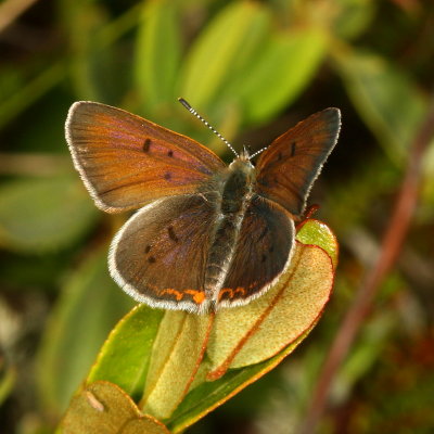 Bog Copper ♂