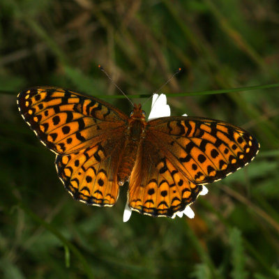 Atlantis Fritillary