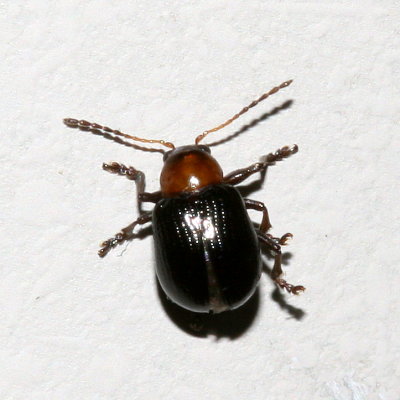 Genus Paria