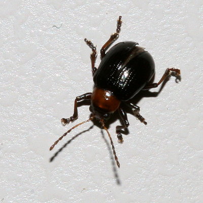 Genus Paria