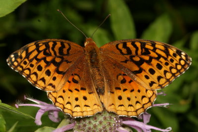 Aphrodite Fritillary 