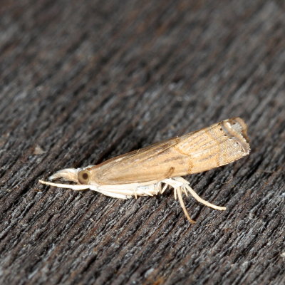 Hodges#5451 * Bluegrass Webworm Moth * Parapediasia teterrella