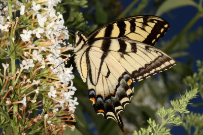 Eastern Tiger Swallowtail