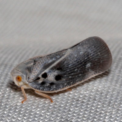 Citrus Flatid Planthopper 