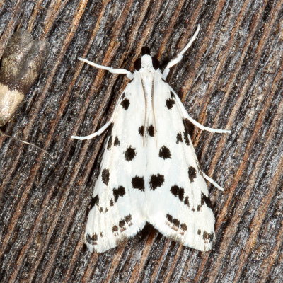  Hodges#4794 * Spotted Peppergrass Moth * Eustixia pupula