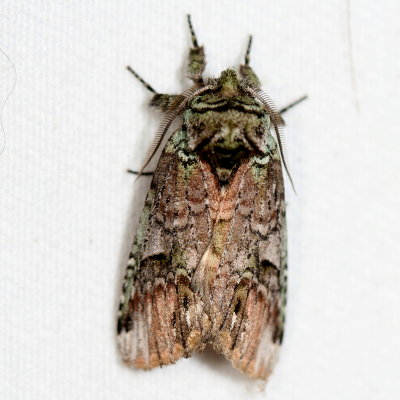 Hodges#8007 * Unicorn Caterpillar Moth * Schizura unicornis