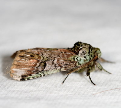 Hodges#8007 - Unicorn Caterpillar Moth * Schizura unicornis