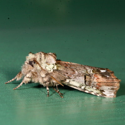 Hodges#8007 - Unicorn Caterpillar Moth * Schizura unicornis 