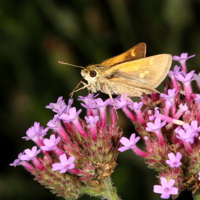 Tawny-edged Skipper ♀