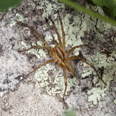 Genus Agelenopsis - Grass Spiders