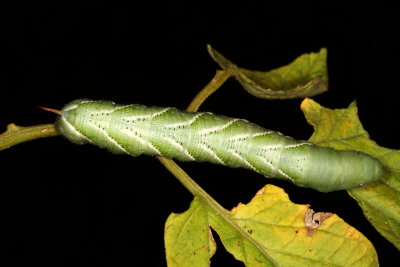 Carolina Sphinx