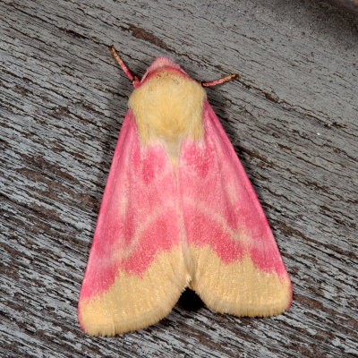 Hodges#11164 * Primrose Moth * Schinia florida