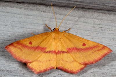 Hodges#7146 * Chickweed Geometer ♀ * Haematopis grataria