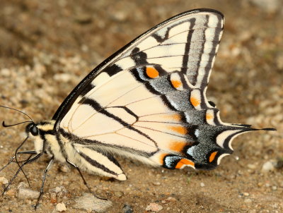 Eastern Tiger Swallowtail