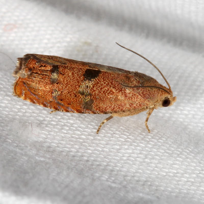 Hodges#3494 * Filbertworm Moth * Cydia latiferreana