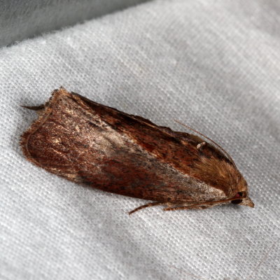 Hodges#5622 * Greater Wax Moth *Galleria mellonella