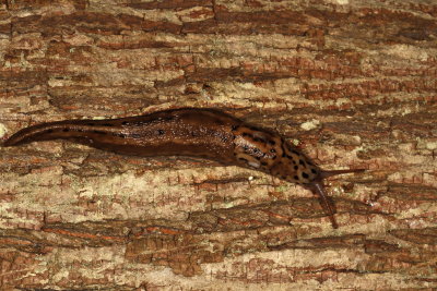 Leopard Slug