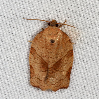 Hodges#3635 * Oblique-banded Leafroller ♂ * Choristoneura rosaceana