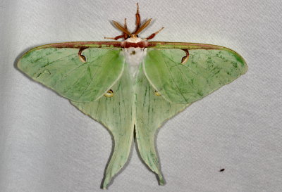 Hodges#7758 * Luna Moth * Actias luna