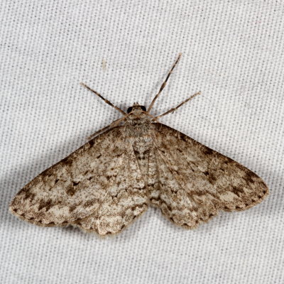 Hodges#6597 - Small Engrailed * Ectropis crepuscularia