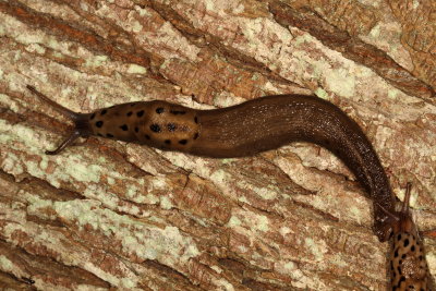 Leopard Slug