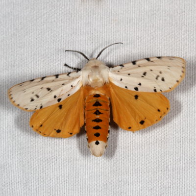 Hodges#8131 * Salt Marsh Moth ♂ * Estigmene acrea