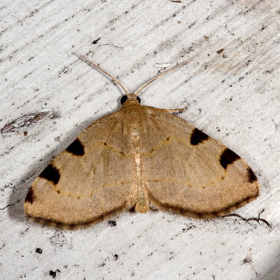 Hodges#7647 * Three-spotted Fillip Moth * Heterophleps triguttaria