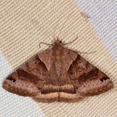 Hodges#8738 * Clover Looper * Caenurgina crassiuscula