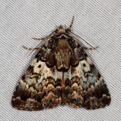 Hodges#8721 * False Underwing * Allotria elonympha