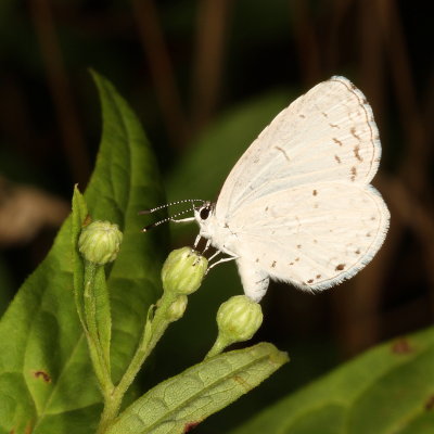 Summer Azure