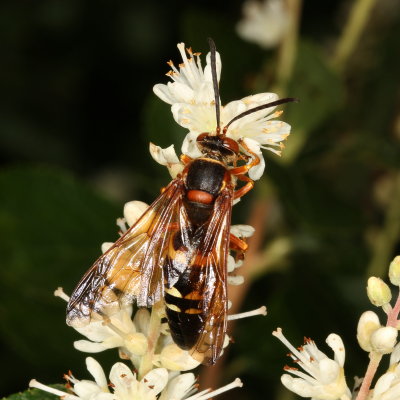 Sphecius speciosus * Eastern Cicada Killer
