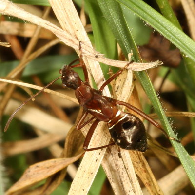 Alydid nymph