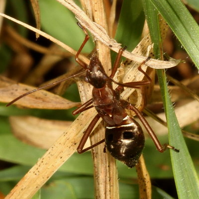 Alydid nymph