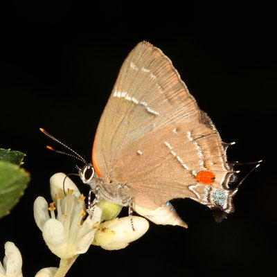 White M Hairstreak 