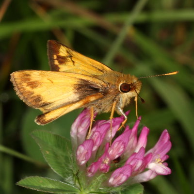 Zabulon Skipper ♂