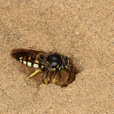 Bicyrtes quadrifasciatus * Four-banded Stink Bug Wasp