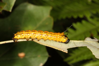 Orange-tipped Oakworm Moth