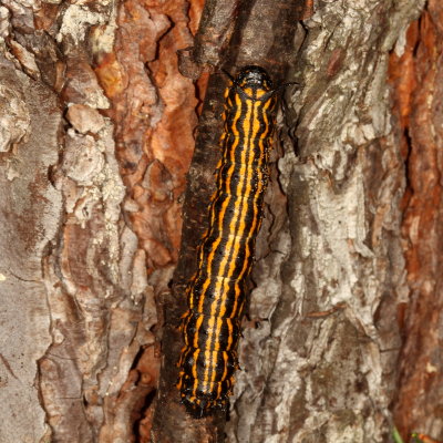 Orange-tipped Oakworm Moth