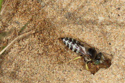 Bembix americana *American Sand Wasp 