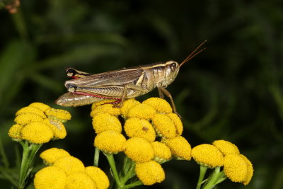 Melanoplus bivittatus femoratus