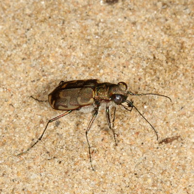 Common Shore Tiger Beetle