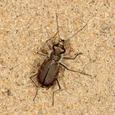 Common Shore Tiger Beetle