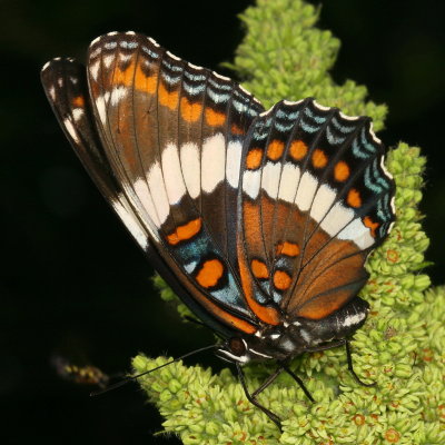 Red-spotted Admiral