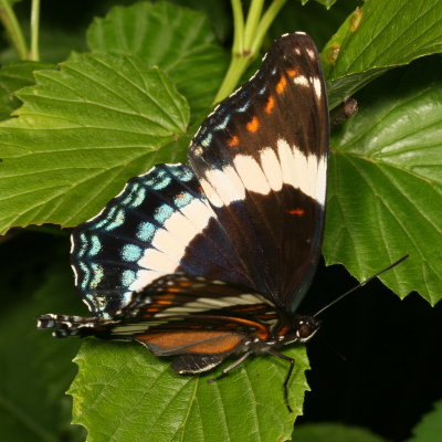 White Admiral 