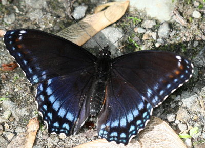 Red - Spotted Purple 