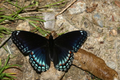 Red - Spotted Purple 